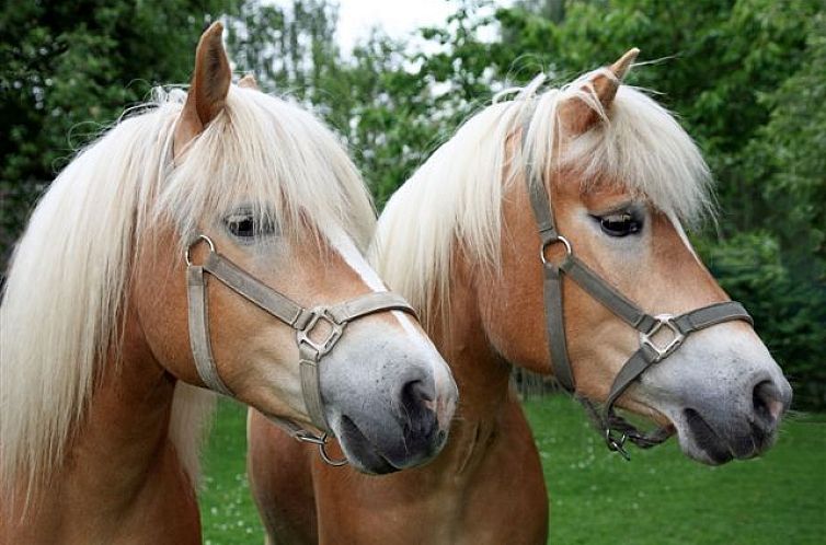 Vakantiewoning “in de Boomgaard” met open haard