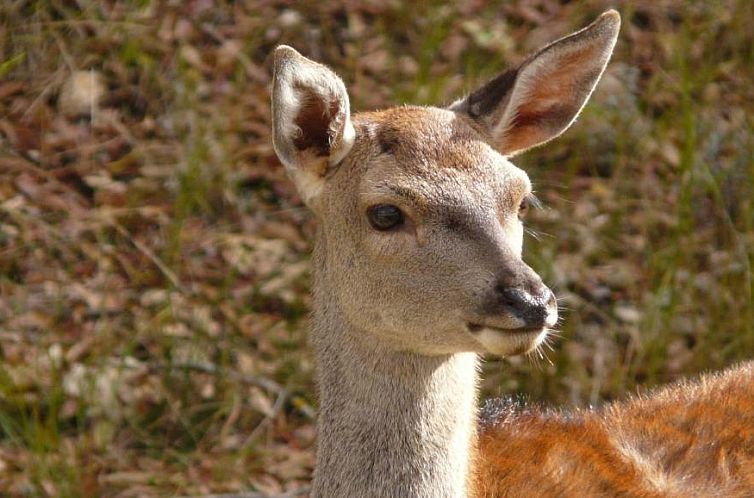 Apartamentos Rurales Campillo