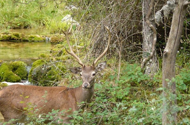 Apartamentos Rurales Campillo