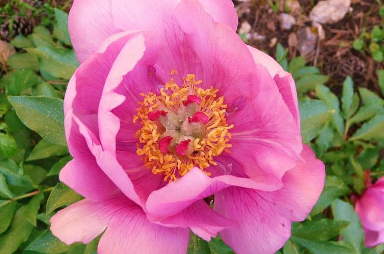 Apartamentos Rurales Campillo