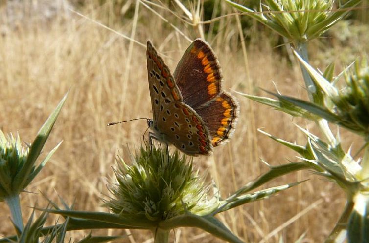 Apartamentos Rurales Campillo