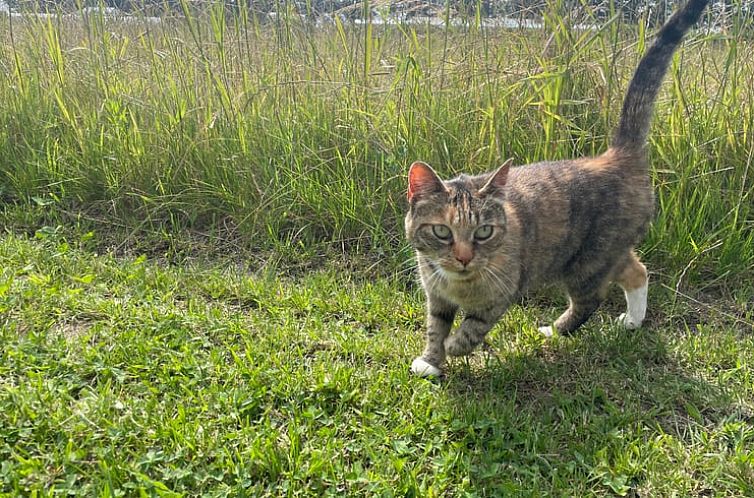 Vakantiehuisje in Liessel