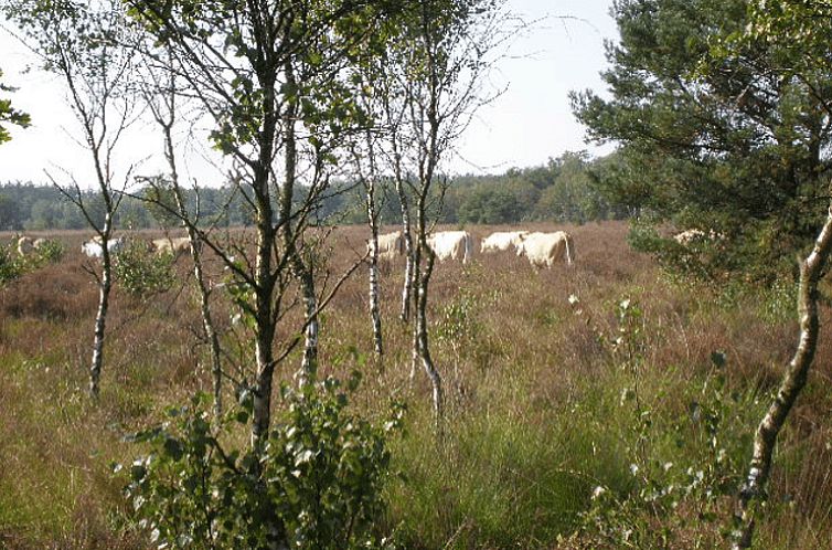 Vakantiehuis in Hapert