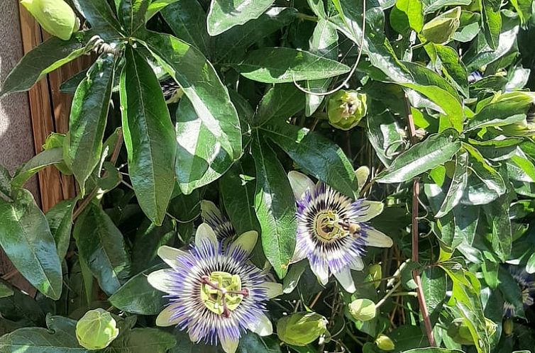 Vakantiehuisje in Hank