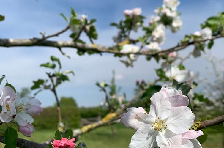 Vakantiehuisje in Boxtel