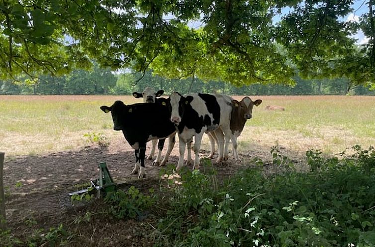 Vakantiehuis in Mill