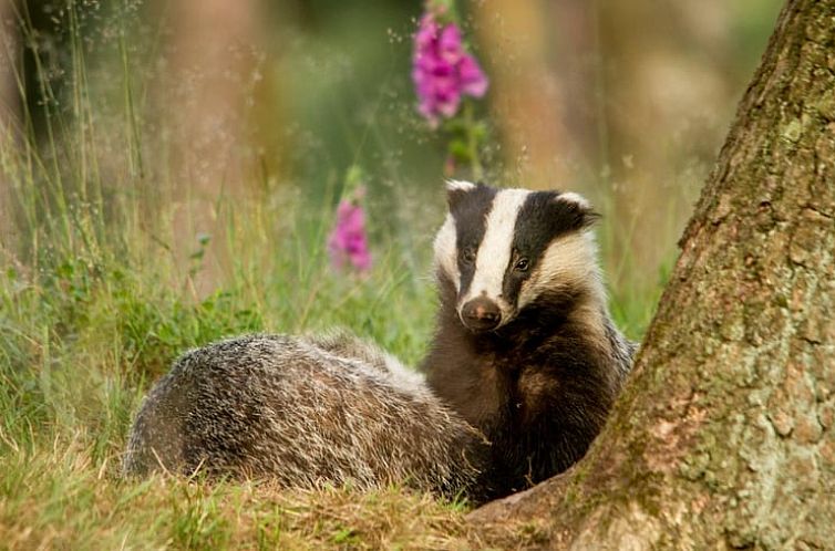 Vakantiehuis in Haps