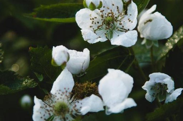 Wildebraam Berry Estate