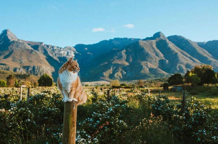 Wildebraam Berry Estate