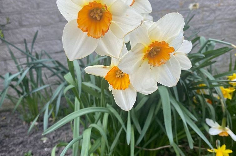 Vakantiehuis mit gepflegtem Garten in Julianadorp