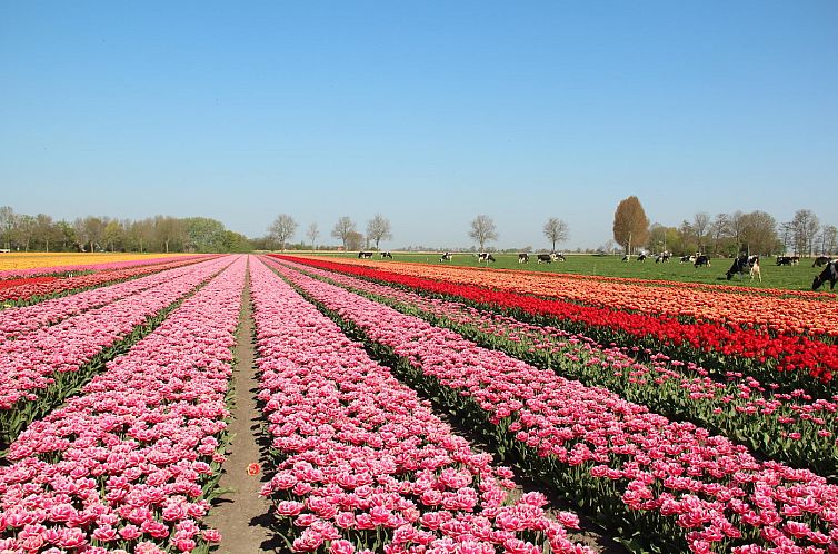 Duinerei C202 Groote Keeten