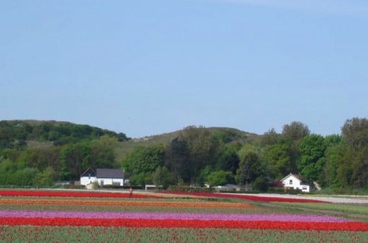 Prachtige tulpenvelden nabij Duinroos Cottage in Egmond aan den Hoef aan de Noordzeekust in Noord-Holland.