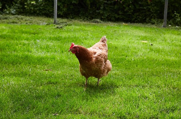 Vakantiehuis in schoorldam