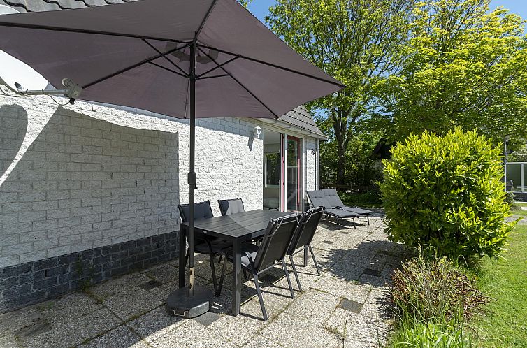 Campanula 52 Sint Maartenszee