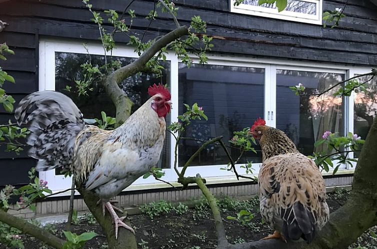 Vakantiehuis in Monnickendam