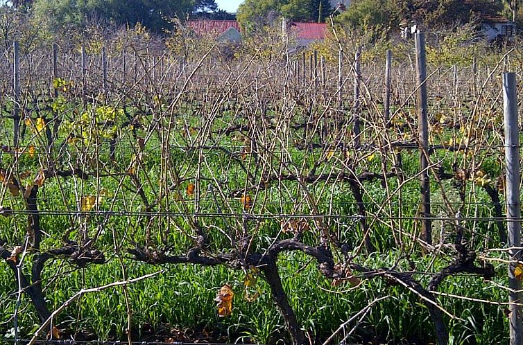 The Vineyard Country House