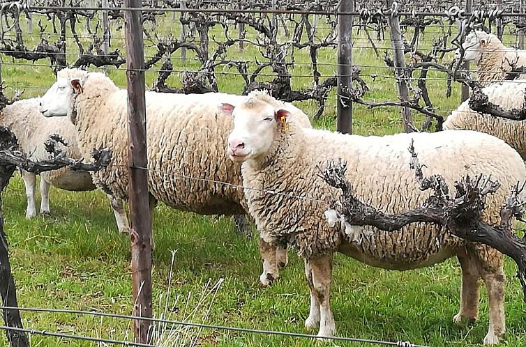 The Vineyard Country House