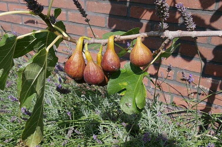 Vakantiehuisje in Zuidoostbeemster