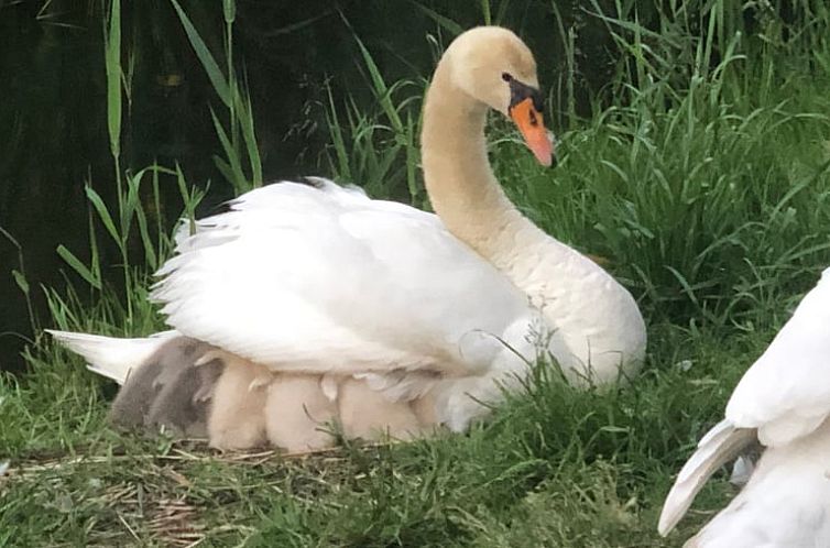 Vakantiehuisje in Amsterdam