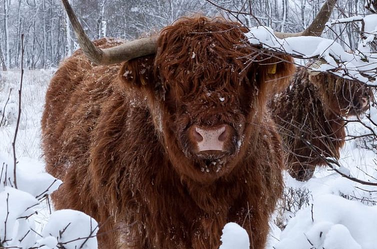 Vakantiehuis in Hezingen