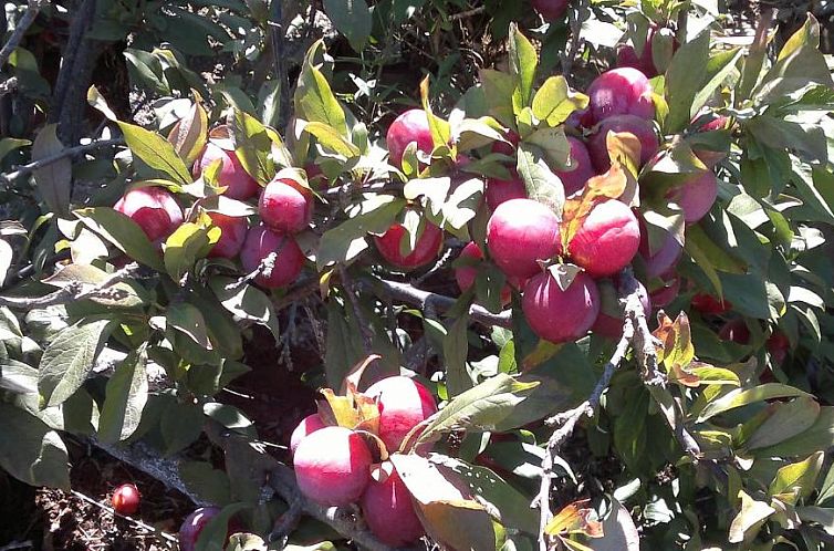 Casa Fátima Valle Gran Rey