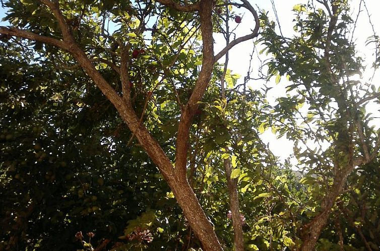 Casa Fátima Valle Gran Rey