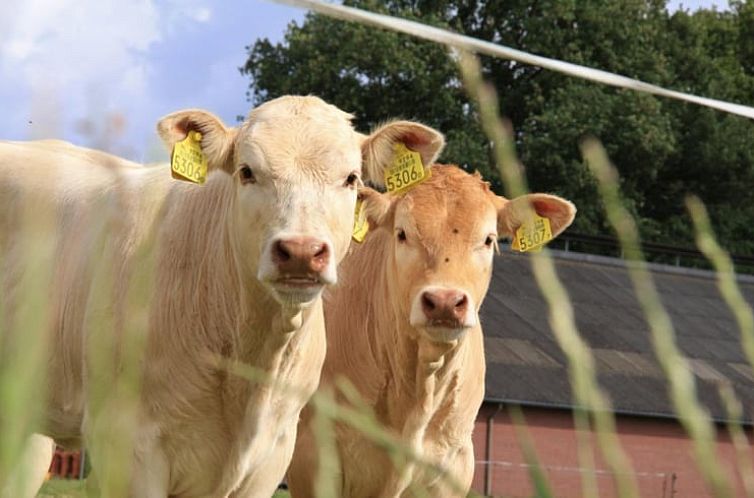 Vakantiehuisje in Markelo