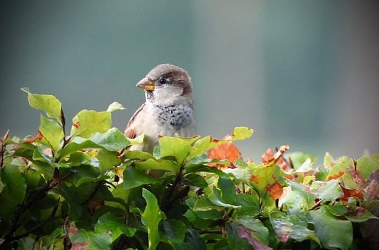 Vakantiehuisje in Denekamp