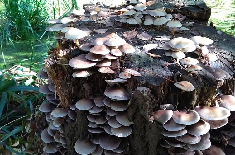 Huisje in Vriezenveen