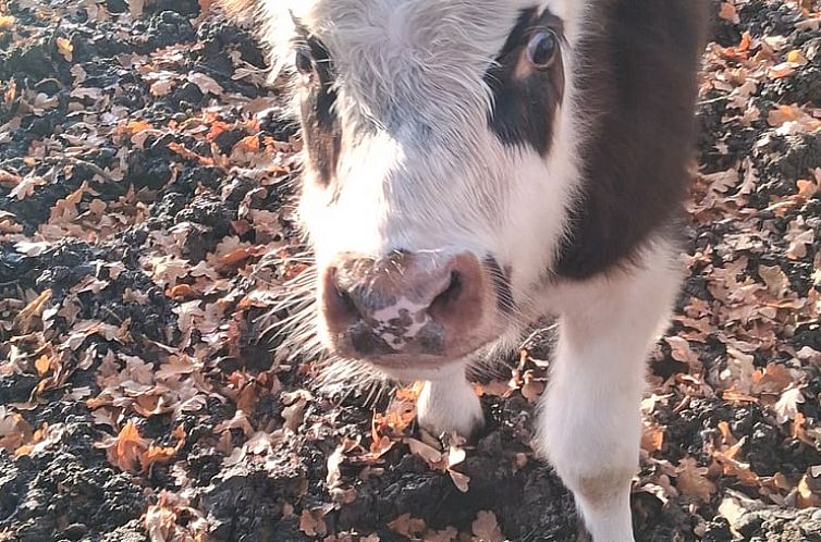 Vakantiehuisje in Heeten