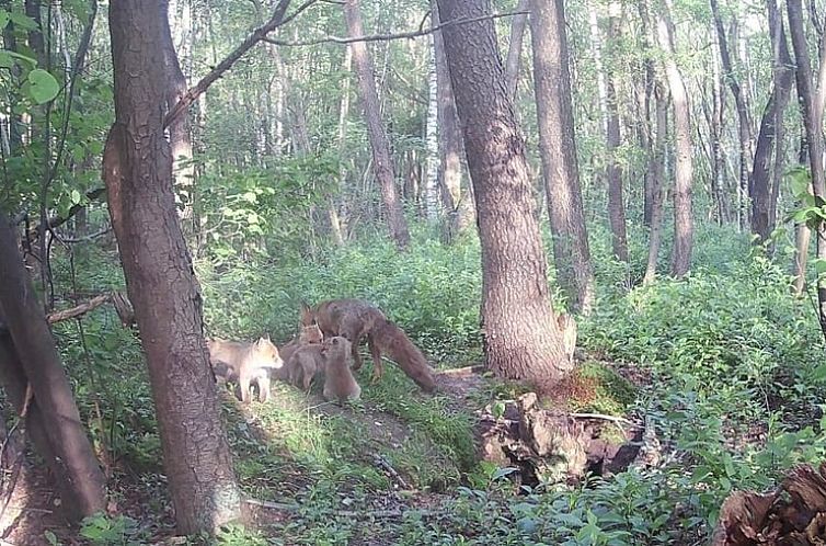 Vakantiehuis in Balkbrug / Oud Avereest