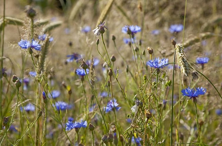 Vakantiehuis in Balkbrug (Oud Avereest)