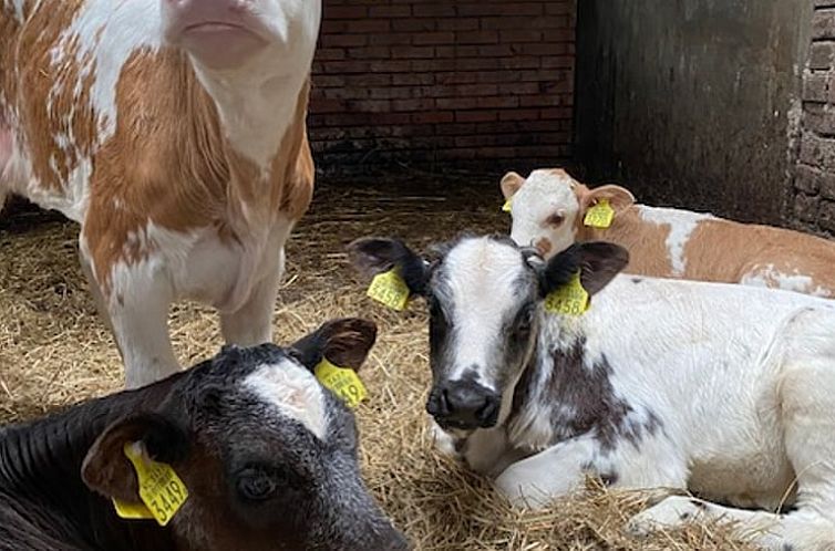 Vakantiehuisje in Ossenzijl