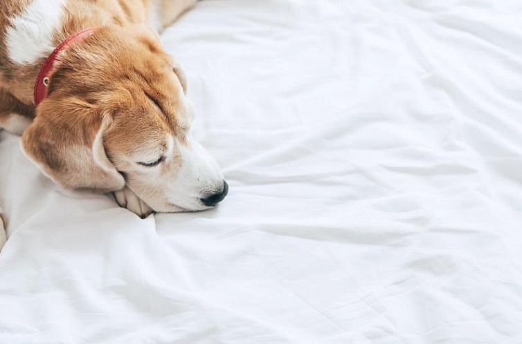 Red Lion Inn & Suites Auburn/Seattle