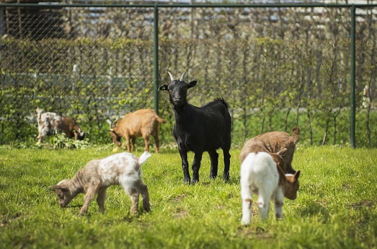 Boerderij De Boterbloem