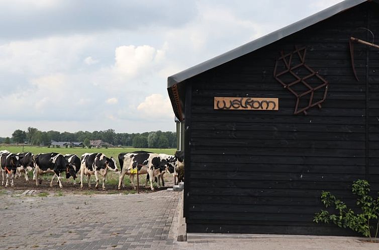 Vakantiehuis in Achterveld met uitzicht op grazende koeien, gelegen in de rustieke omgeving van de Utrechtse Heuvelrug, Utrecht.