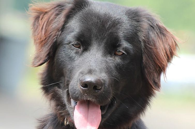 Vakantiehuis in Achterveld