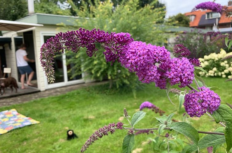 Beautiful garden at Holiday home in Groenekan, Municipality of De Bilt, surrounded by colorful flowers in Utrecht eo, Utrecht.