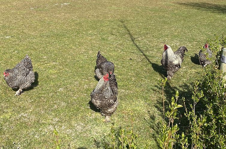 VZ277 Blokhut Ellemeet