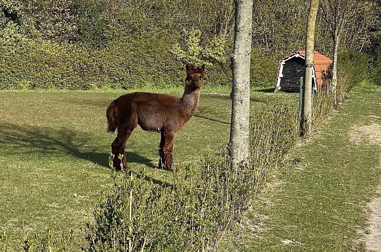 VZ277 Blokhut Ellemeet