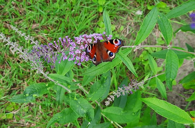 Huisje in Stavenisse