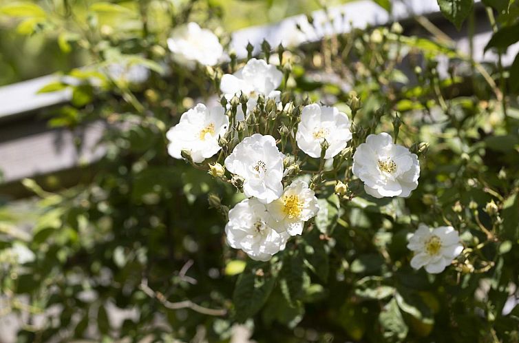 VZ2404 Vakantiehuis in Oostkapelle