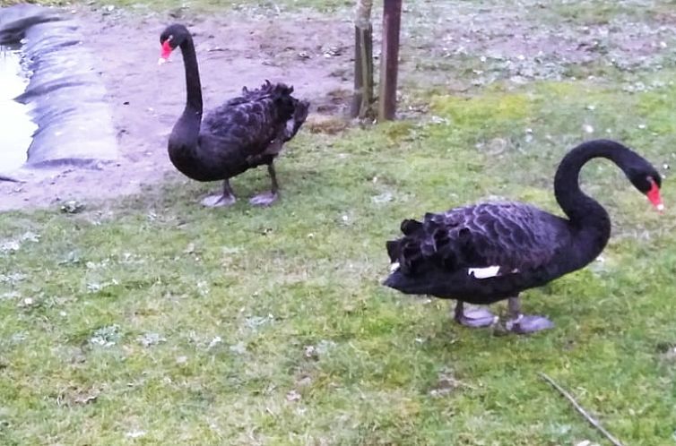 Vakantiehuisje in Ritthem