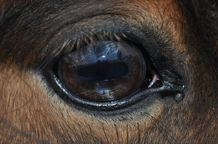 Vakantiehuis in Hoek