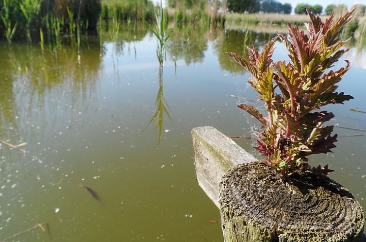 Vakantiehuisje in Kwadendamme