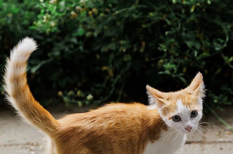 Vakantiehuisje in Lewedorp