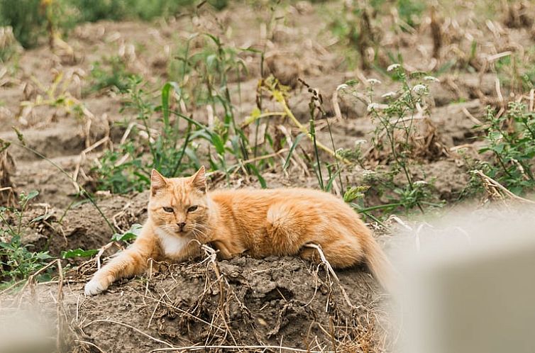 Vakantiehuisje in Lewedorp