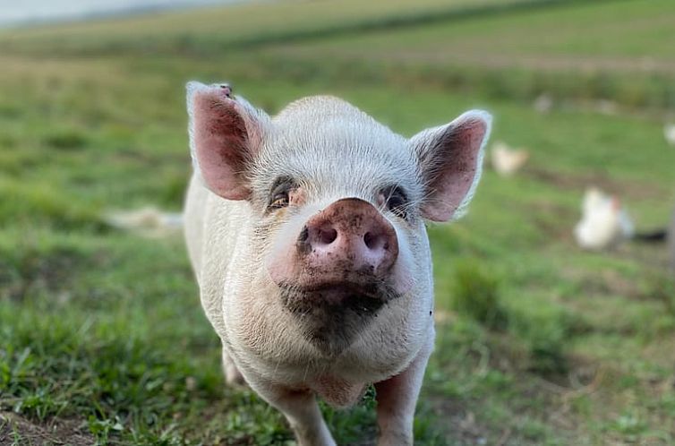 Vakantiehuis in Lewedorp