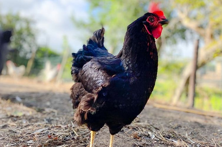 Vakantiehuis in Lewedorp