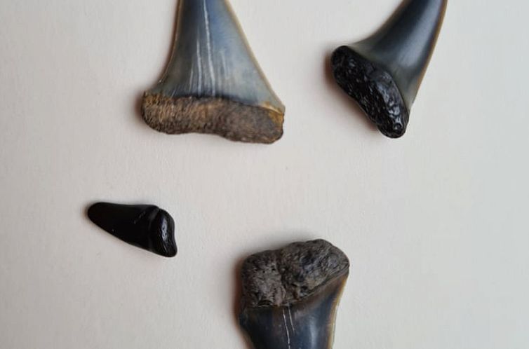 Vakantiehuis in Lewedorp